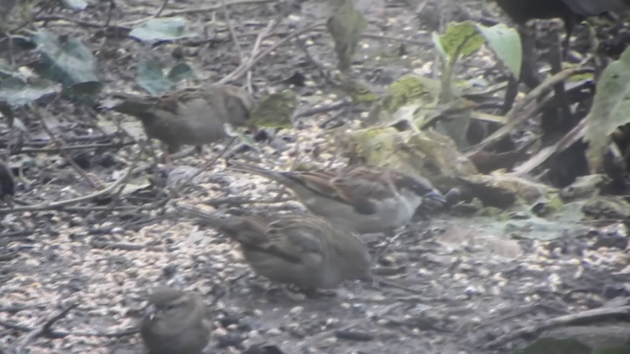 garden birds - YouTube