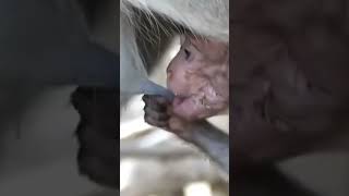 Life Of Monkeys Baby Monkey Held Captive By Male Monkey, Struggles To Nurse From Its Mother.