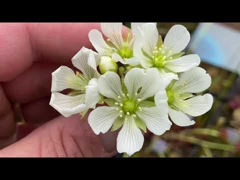 How to pollinate Venus Flytraps Flowers and a Dionaea Greenhouse Tour!