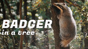 wild BADGER climbs a tree 4K video