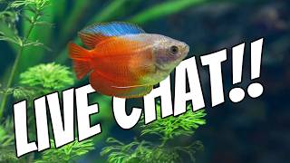 Live Fish Tank Chat! Let's Talk About Whatever You Wanna Talk About!