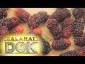 Salamat Dok: Mulberry | Cure Mula sa Nature