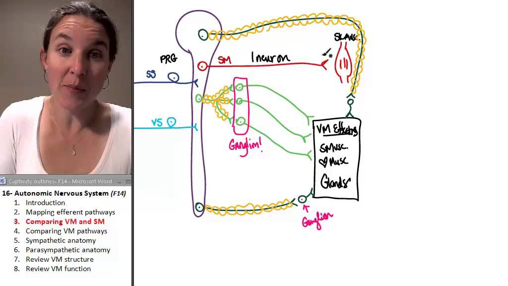 Vm Multi Sm Autonomic Nervous System 3- Comparing VM and SM - YouTube
