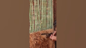 Making Doormats from Coconut Fibre|Coir Industries