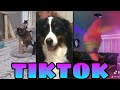 Tik Tok Somebody Come Get Her Compilation Part 3 #tiktok #compilation #funny