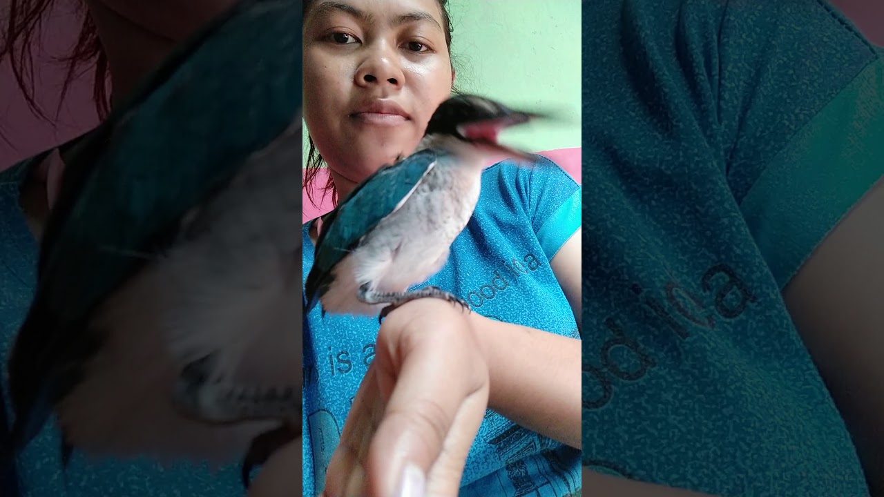 Burung tengek udang 