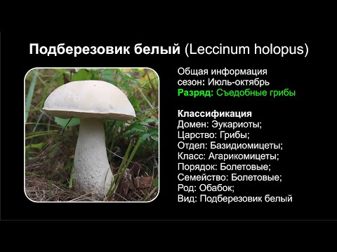 Подберезовик белый (Leccinum holopus)