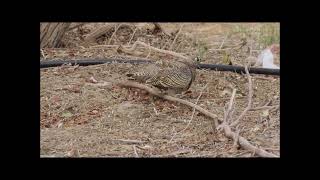 Lichtenstein's sandgrouse - קטה הודית