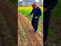 planting corn seeds into the soil using a manual planter tool on a farm field outdoors