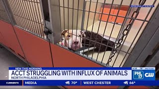 ACCT Philly faces overcrowding with more than 600 animals, launches adoption incentives | PHL17 Morn