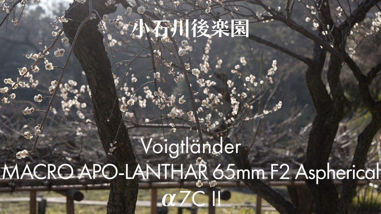 [SONY a7CII | Voigtlander MACRO APO-LANTHAR 65mm F2] 小石川後楽園 Koishikawa Korakuen Gardens Voigtländer
