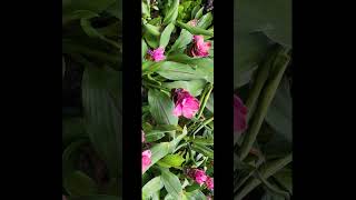 The Fotorgear 1.55X Cine Zoom lens is a must-have, and it can be paired with the iPhone's Apple