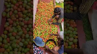 Tomato Sorting &amp; Packing Process 🍅 #shorts