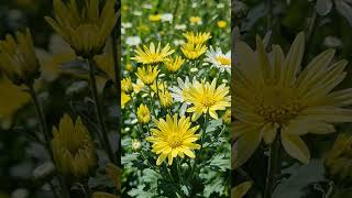 #globaltrending #floralart #exploreglobal #giftofnature #audienceworldwide #discovercontent #flora