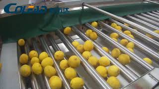 Lemon grading from Colead 2