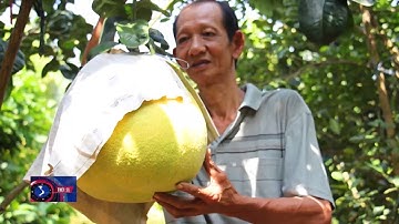 Bưởi khổng lồ tiền triệu chưng Tết