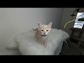 Well-Versed Kitten Photoshoot in VR