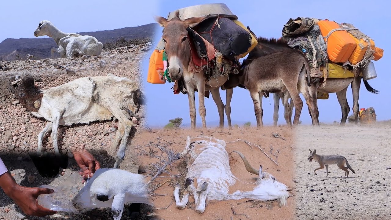 Waxa Kor Usii Kacaya Tirada Bakhtiga Xoolaha Ay Abaartu Saamaysay Ee Gobolada Xeebaha Somaliland.