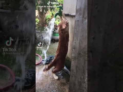 Video: Gần Chết đuối ở Mèo