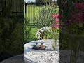 Gorgeous day for a  garden tour #garden #spring