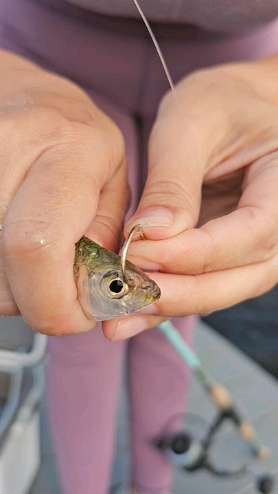 Perhaps the BEST Baitcaster for Beginners? Perseus Unboxing 