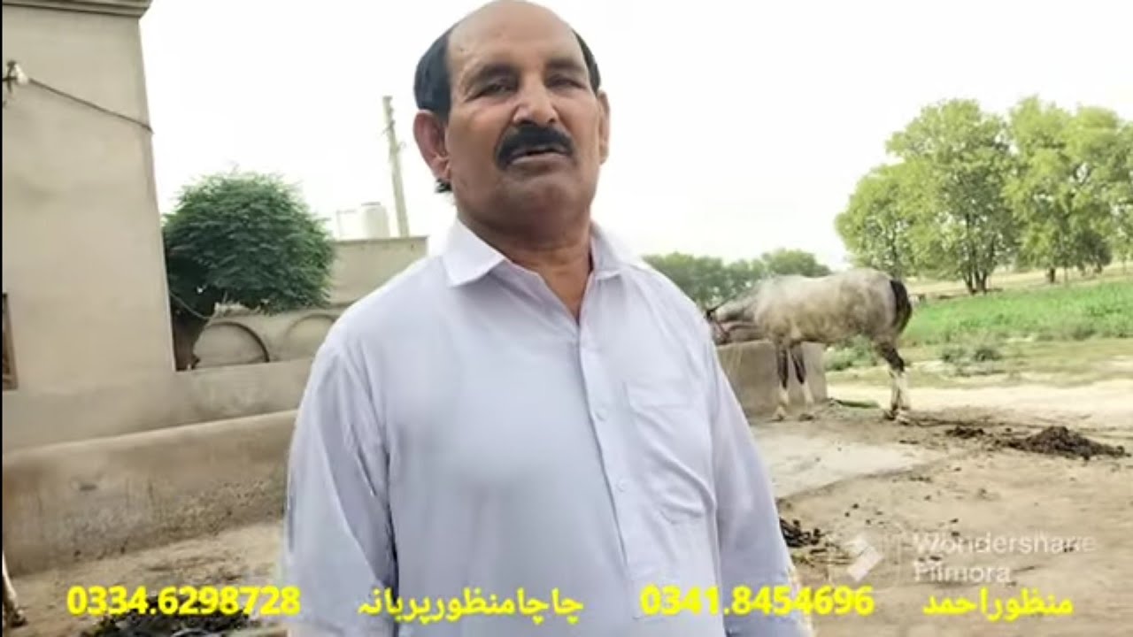 Chacha Manzoor Ahmad Purbana 4 Beautiful Nili Buffalo With Milk Live chacha-manzoor-ahmad-purbana-4-beautiful-nili-buffalo-with-milk-live