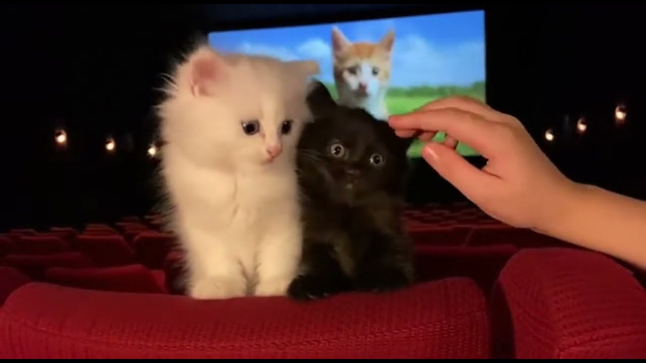 “Cute Cats & Funny Moments – All About Cats 🐾”