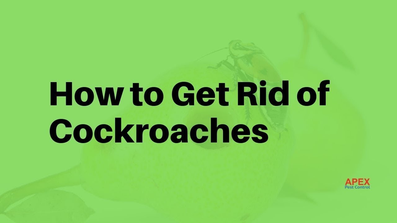 How to Get Rid of Cockroaches Permanently | Apex Pest Control UK
