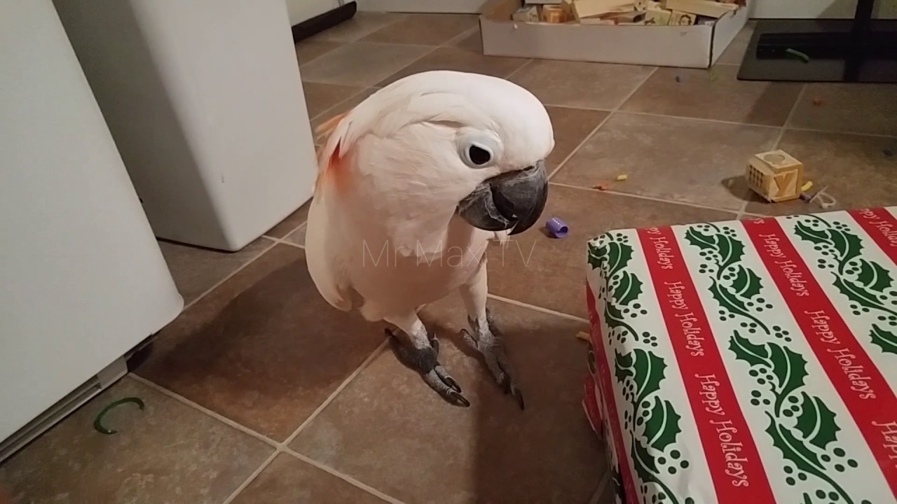 FINALLY Opening Christmas Gifts With Max (the ending of a multi-video event)