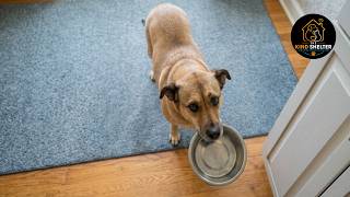 Everyone Thought My Rescue Dog Was Starving… Until They Learned Her Secret