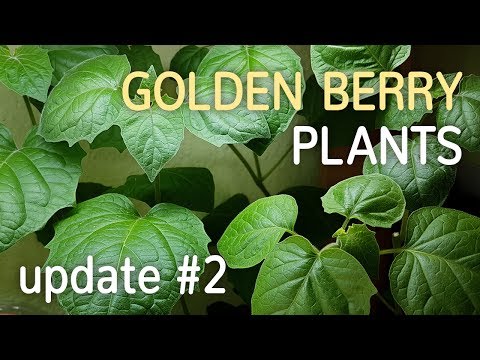 Golden Berry Plants Update #2 - 16.06.2017 - YouTube