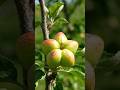Star shaped apple growing timelapse video||Time seed studio|| #fruit #seeds