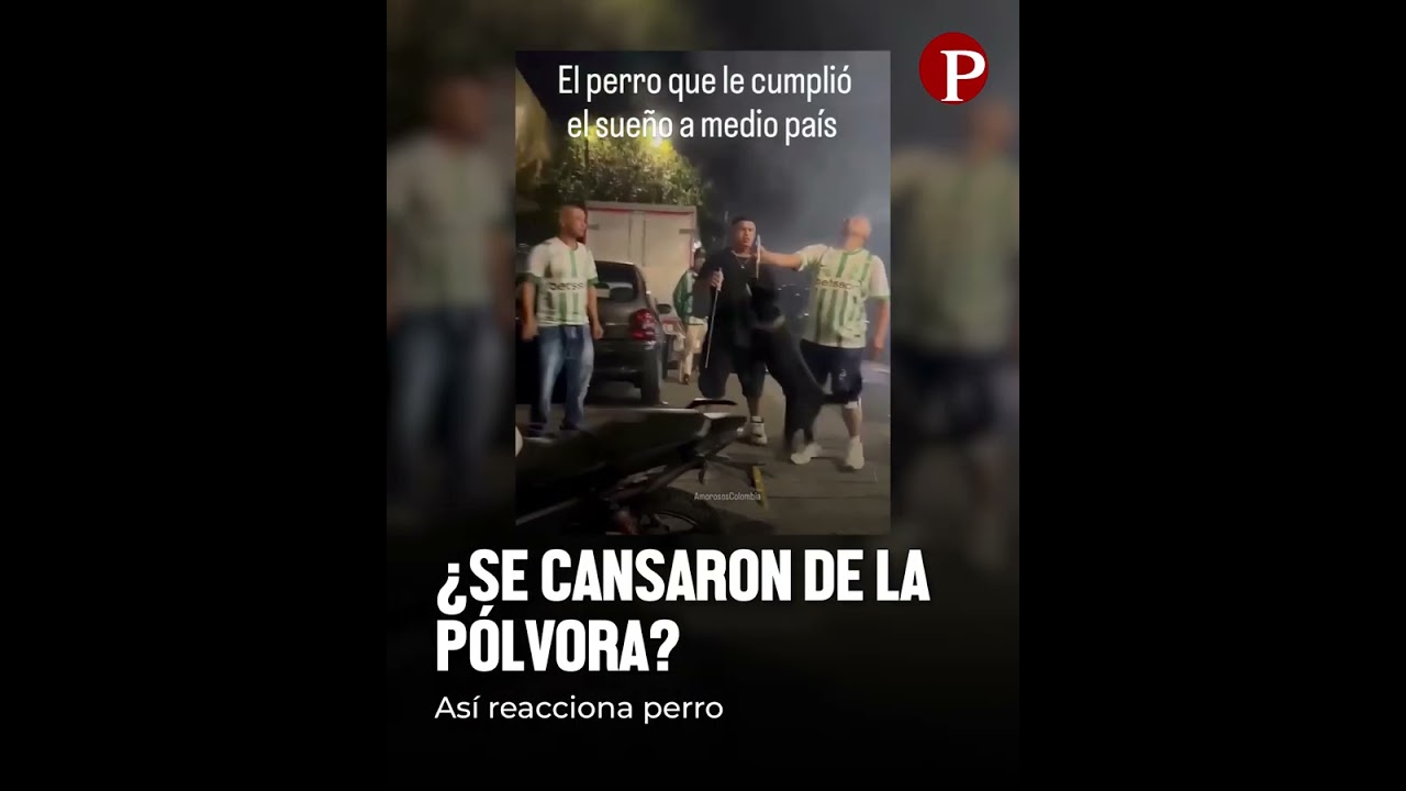 Perro reacciona a la detonación de la pólvora