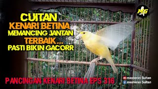 Download Lagu PANCINGAN KENARI BETINA MEMANGGIL JANTAN EPS 316#pancingankenaribetina #kicaumania #masteran MP3 Download Lagu PANCINGAN KENARI BETINA MEMANGGIL JANTAN EPS 316#pancingankenaribetina #kicaumania #masteran MP3