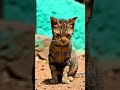 indian cat Home #shortvideo #shortsfeed #cat #shortsviral
