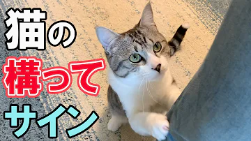 猫が懐いてる人にする行動 Mp3
