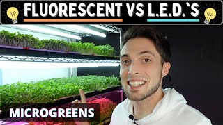 T5 GROW Lights vs CHEAP T5 LED’s - Microgreen Lighting Experiment (Brussel Sprout)