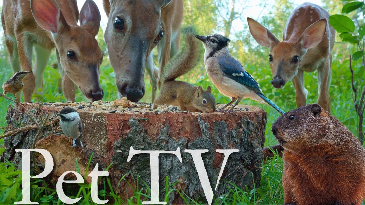 Cat TV • Dog TV - BUSY MEADOW WILDLIFE 🐿️ 4K Nature With Deer & Fawns, Squirrels, Groundhog & Birds