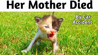 Try to save life of poor kitten | So cute kitty