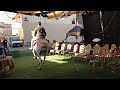 الان من افراح عائلات الاوشة بدرين فرحة الحاج رامي حمدان الاوشة فرحة الدكتور سامح رامى الاوشة