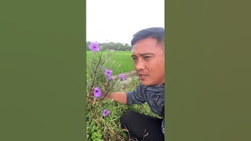 Cây Chiều Tím không phải cây thanh táo#covenduongvlogs #câythuốcquý #caythuoc #câythuốcnamquí #tips