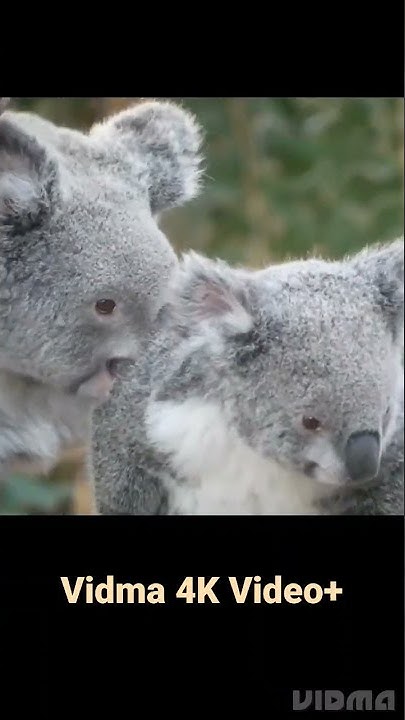Koala Shorts Video || Vidm 4K video+|| Shorts Video - YouTube