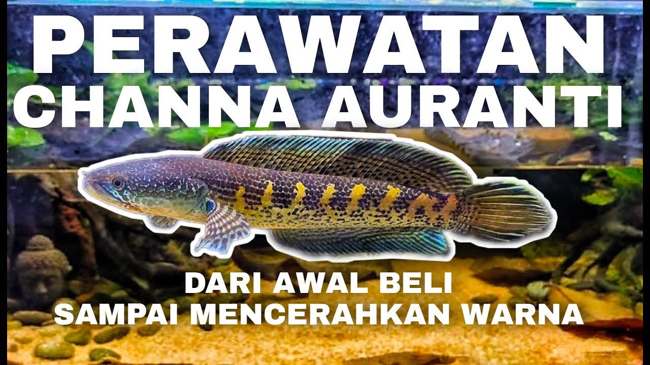 CARA MERAWAT CHANNA AURANTI || TONTON DULU SEBELUM MEMBELI