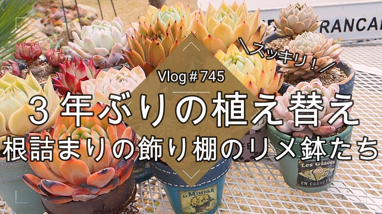 【Vlog745】【多肉植物】３年ぶりの植え替え！根詰まりの飾り棚のリメ鉢たち【古株更新】