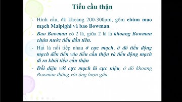Bài 14 ( Mô Phôi) hệ bài tiết niệu