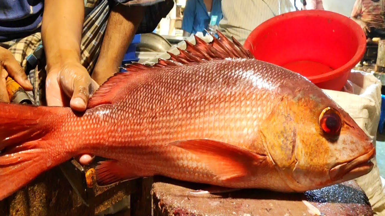 Huge Big Red Snapper Fish Cleaning Cutting & Chopping By Expert Fish ...