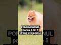 Pomeranianul - Dresaj, exerciții și siguranță (partea 4 din 5) #pomeranian #pomeranian_dog