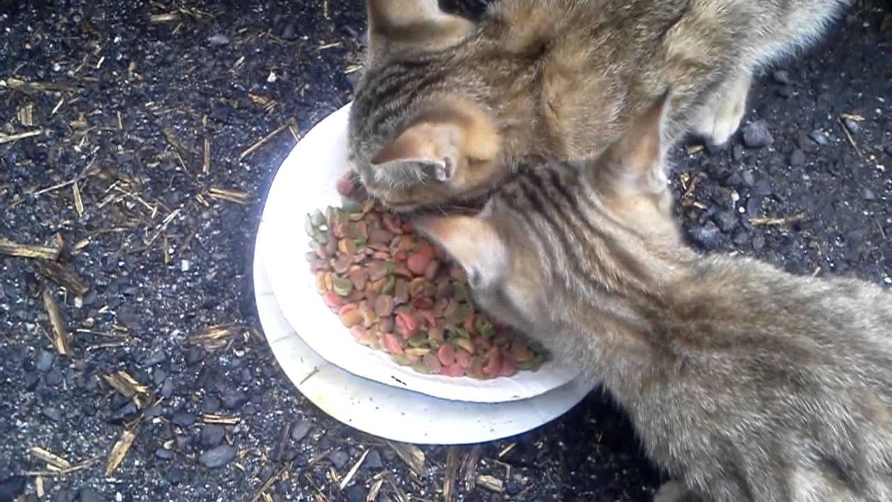 #13 カズピノのお食事