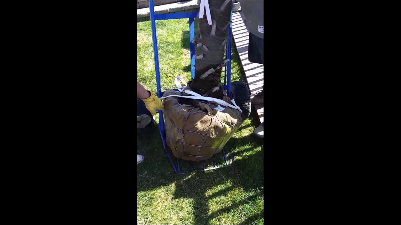 HOW TO PLANT A WINDMILL PALM TREE