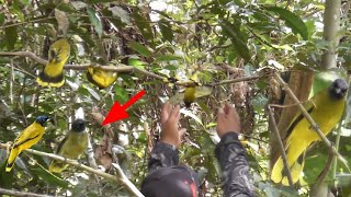 Jontrot Percang Berulah Burung Lain Menyerbu